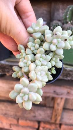 Perene: Sukulent Graptopetalum Mendozae